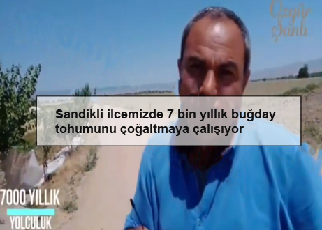 Sandikli-ilcemizde-7-bin-yillik-bugday-tohumunu-cogaltmaya-calisiyor