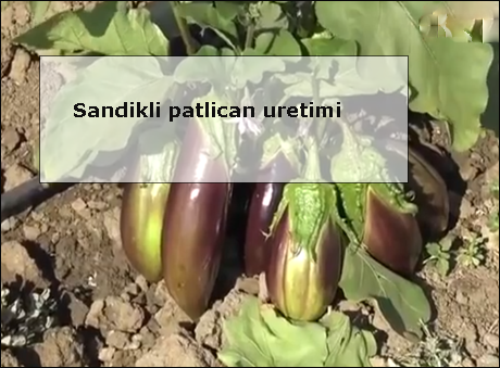 Sandikli-patlican-uretimi
