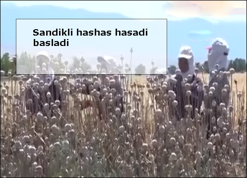 Sandikli-hashas-hasadi-basladi