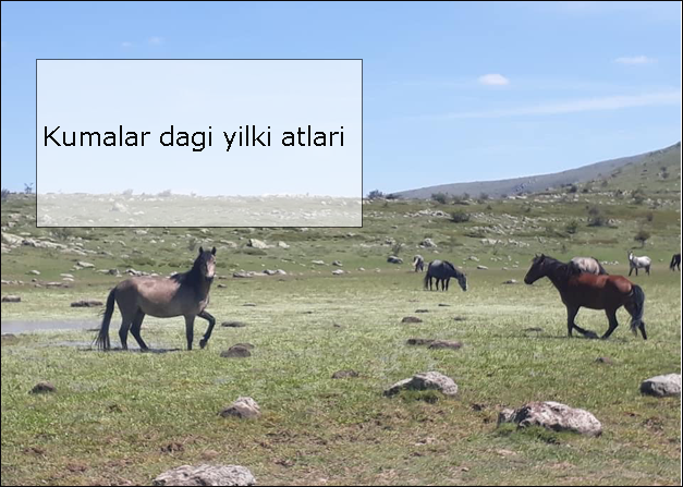 Kumalar-dagi-yilki-atlari