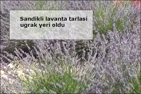 Sandikli-lavanta-tarlasi-ugrak-yeri-oldu