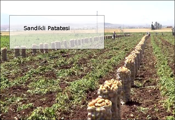 Sandikli-patatesi