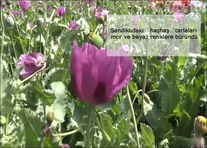 Sandikli-hashas-tarlalari