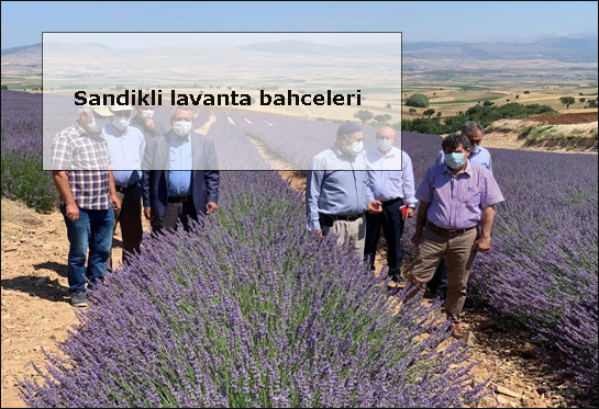 Sandikli-lavanta-bahceleri