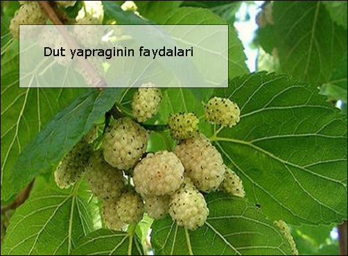 Dut-yapraginin-faydalari
